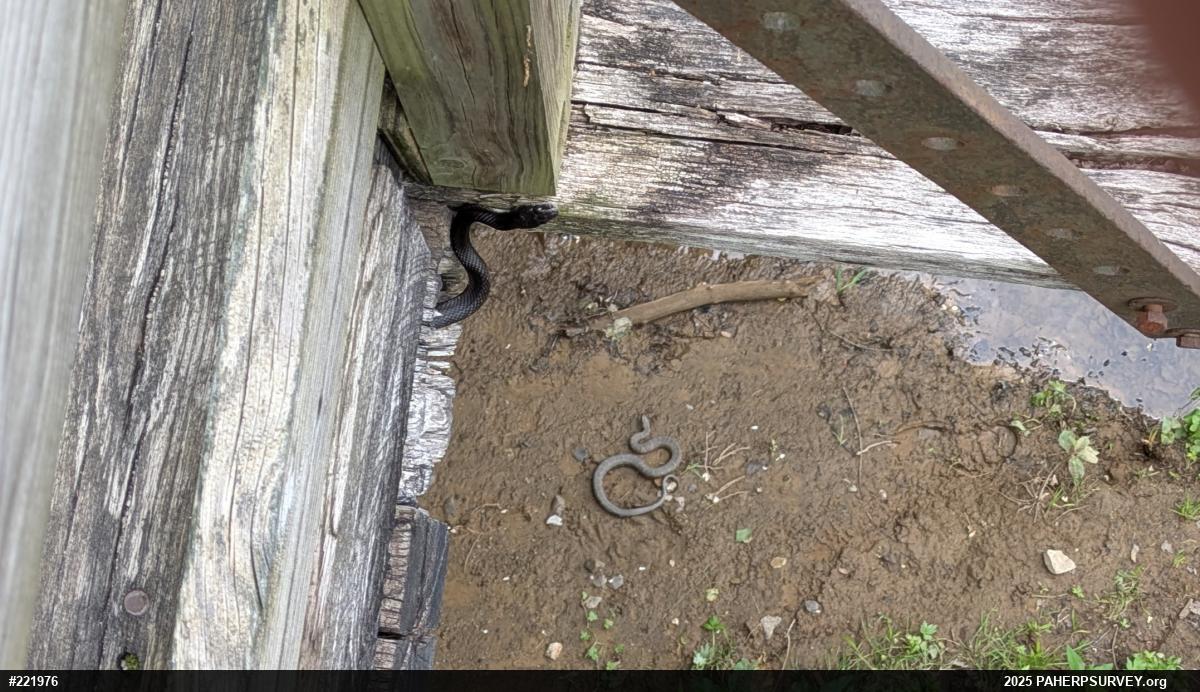 Eastern Ratsnake