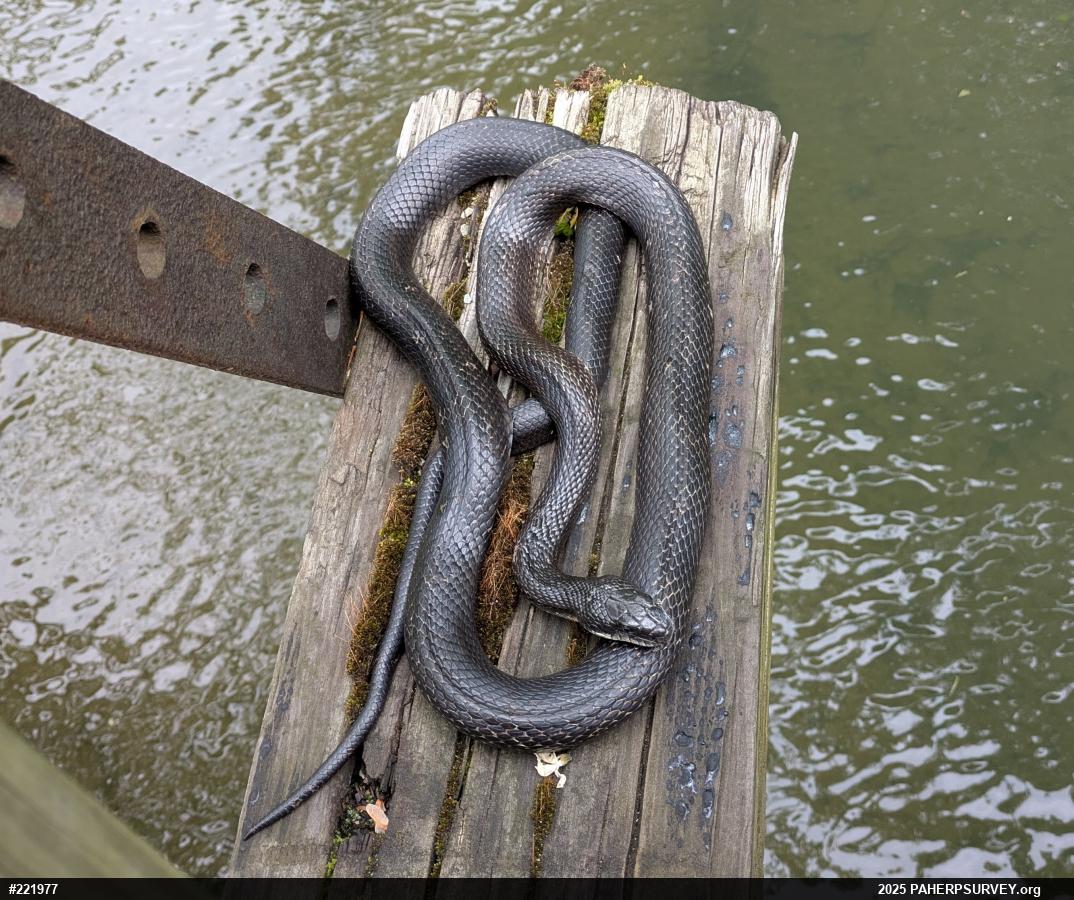 Eastern Ratsnake