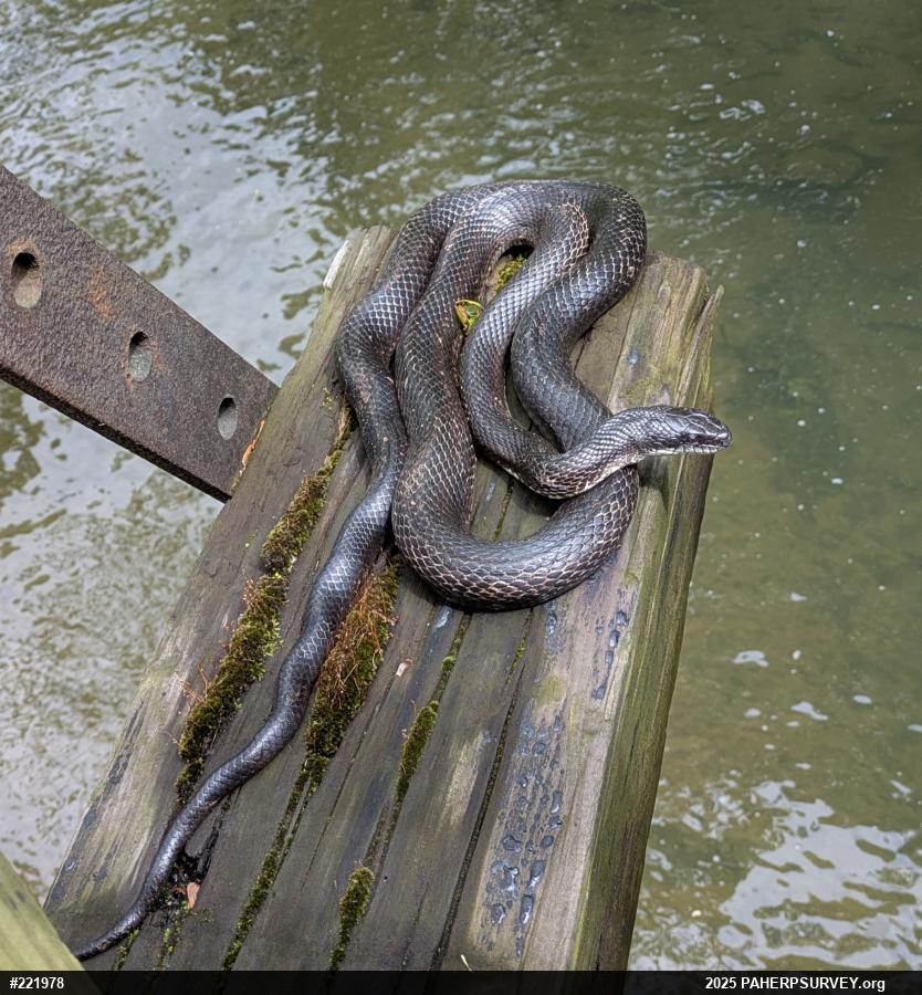 Eastern Ratsnake