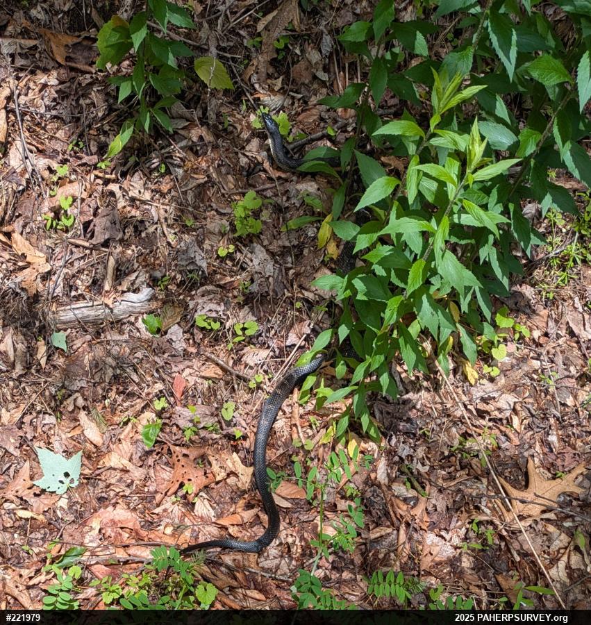 Eastern Ratsnake