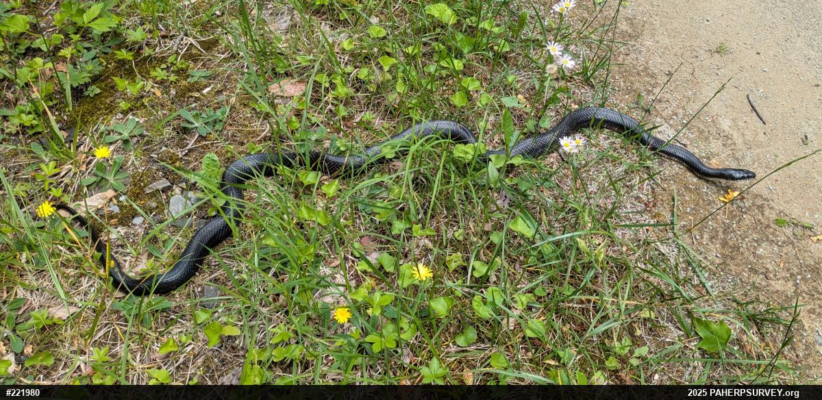 Eastern Ratsnake
