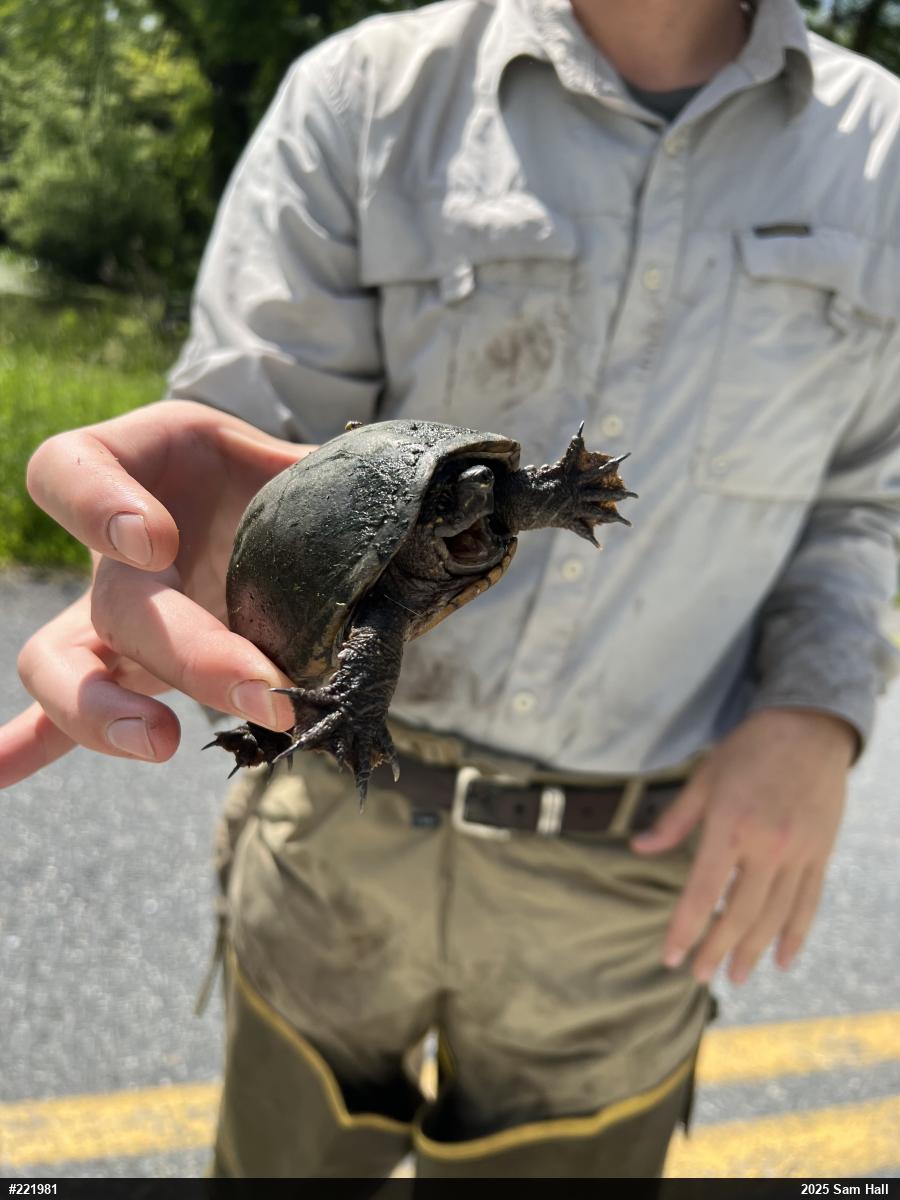 Eastern Musk Turtle