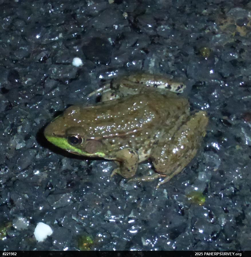 Green Frog