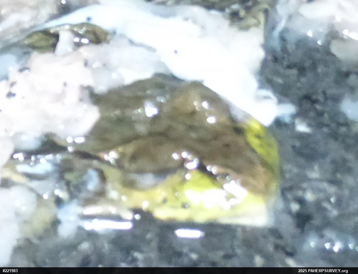 Green Frog