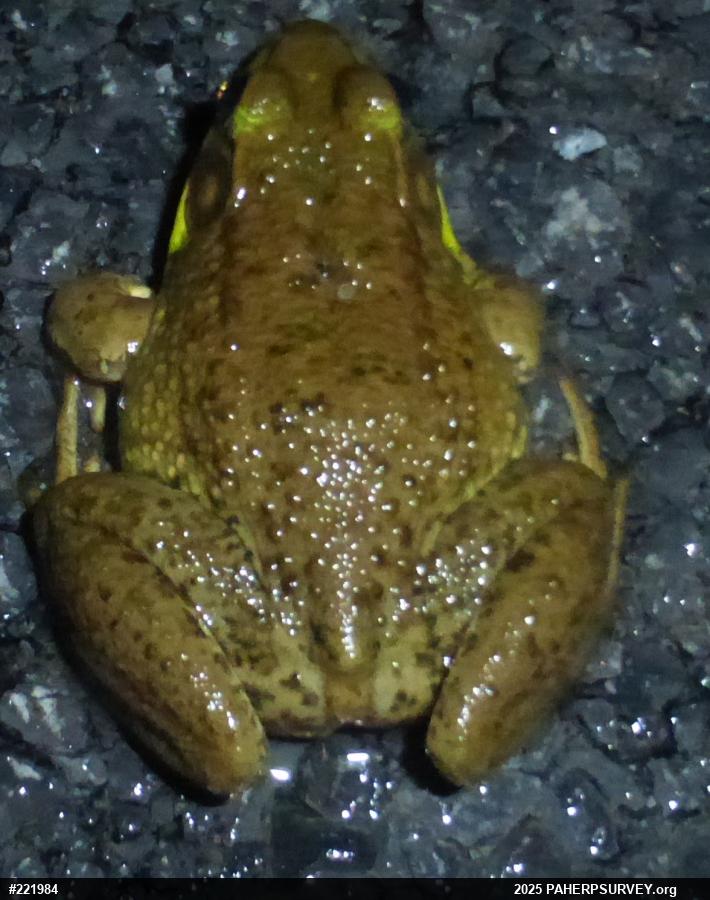 Green Frog