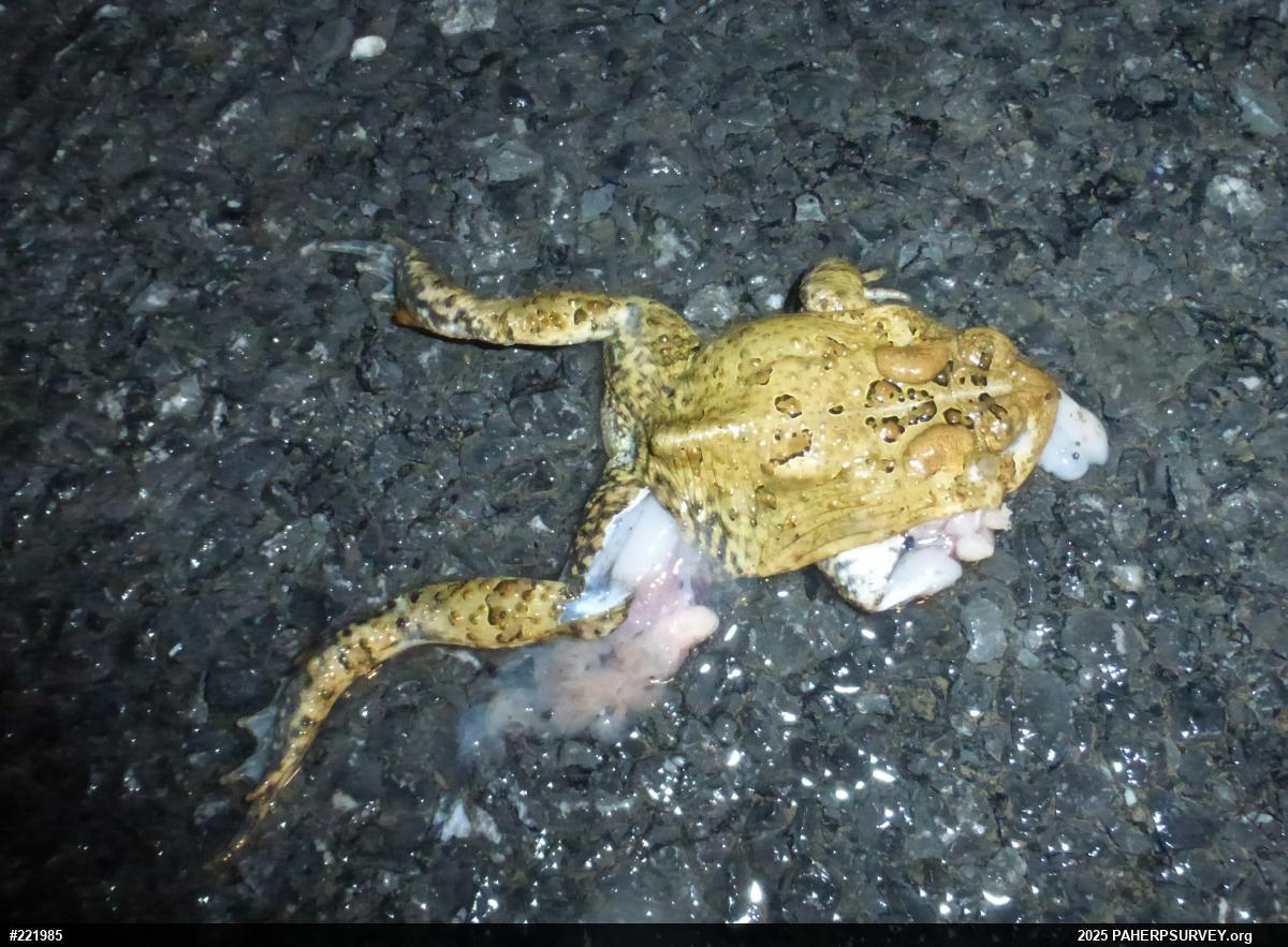 Eastern American Toad