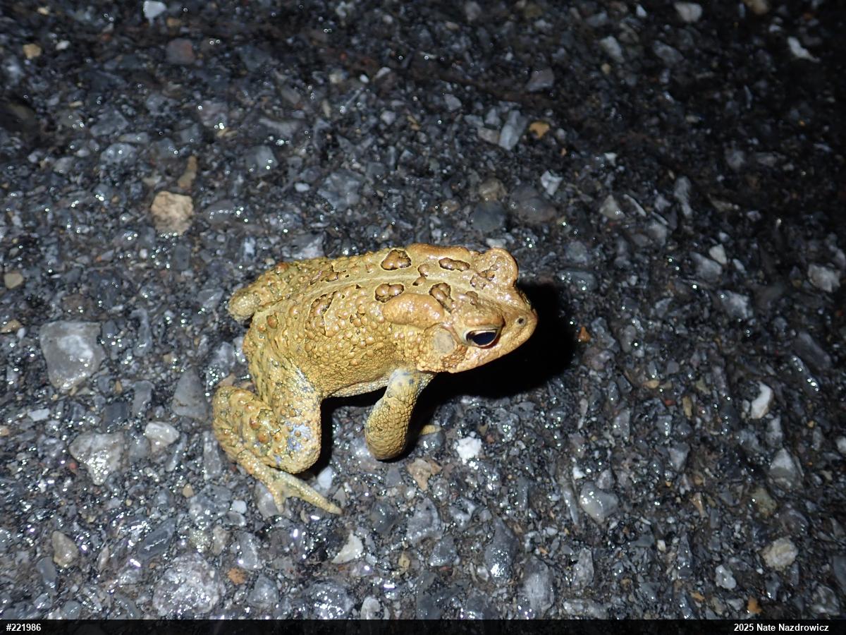 Eastern American Toad