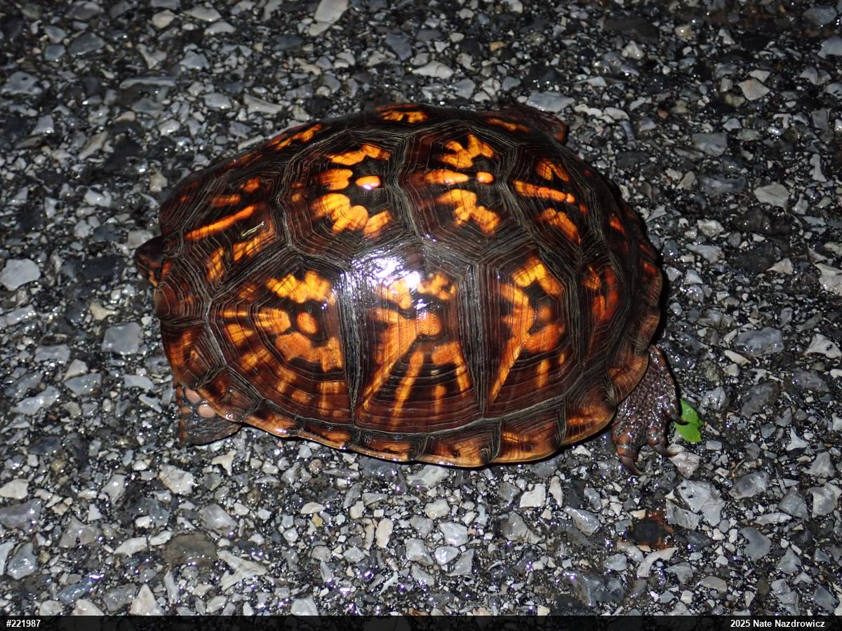 Eastern Box Turtle