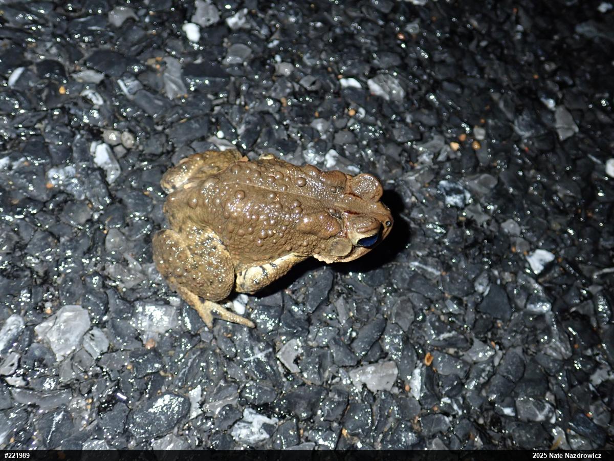 Eastern American Toad