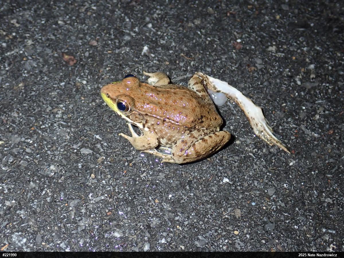 Green Frog
