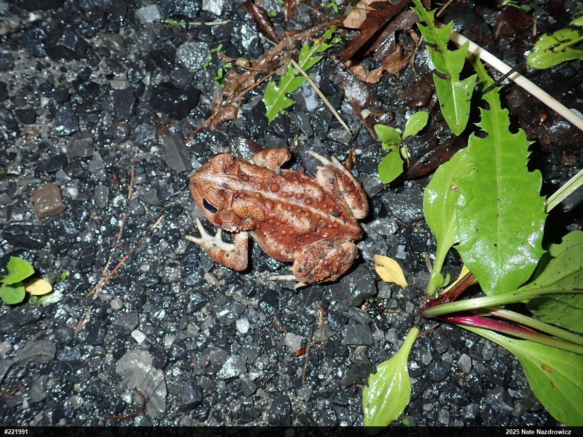 Eastern American Toad