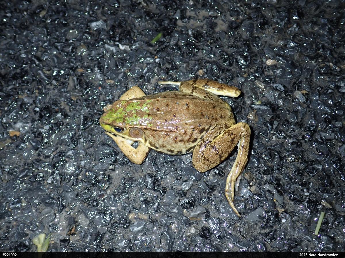 Green Frog