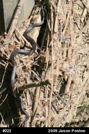 Eastern Ratsnake