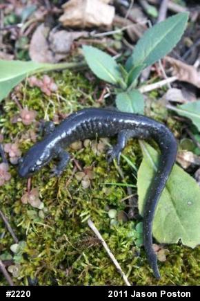 Jefferson Salamander