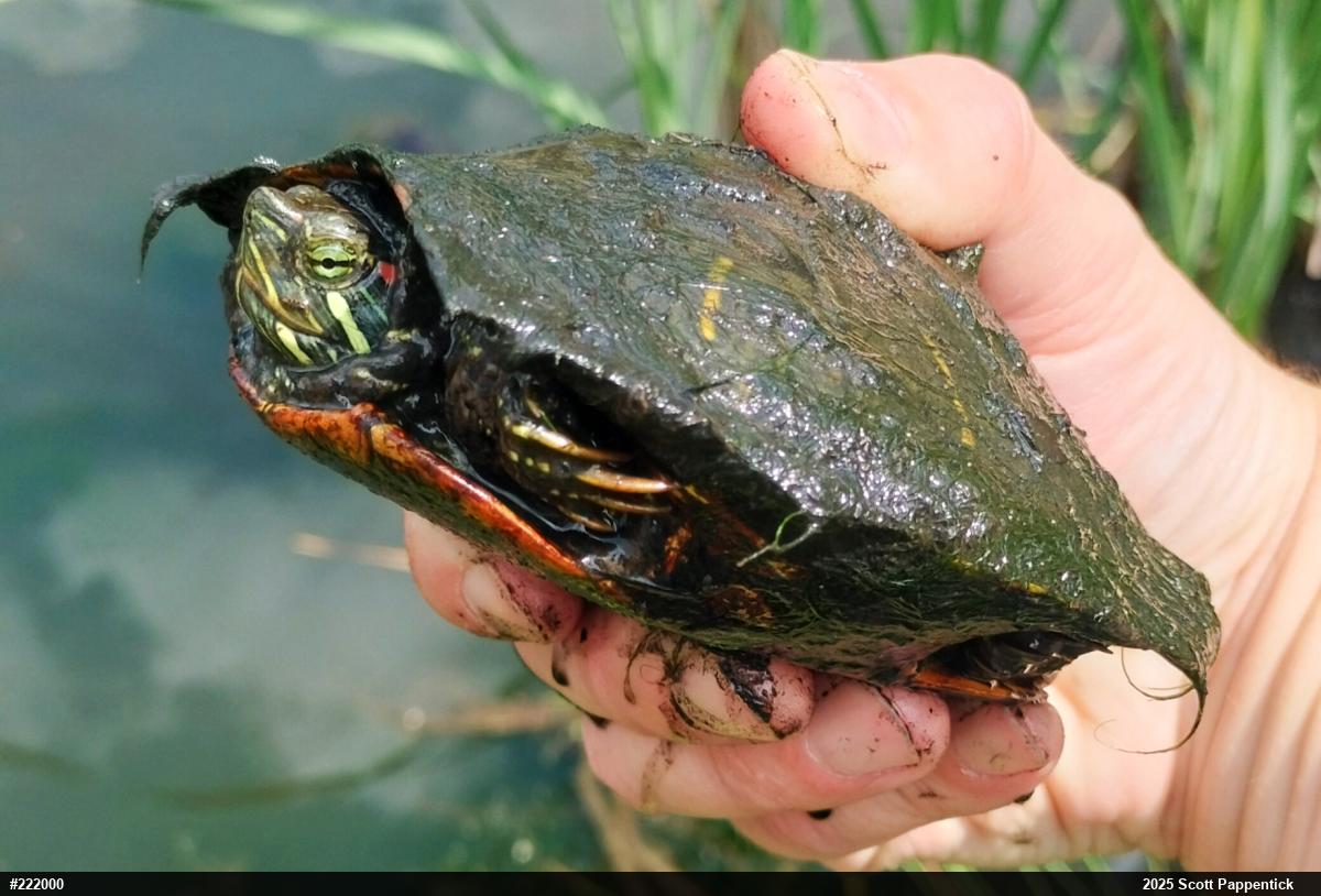 Red-eared Slider