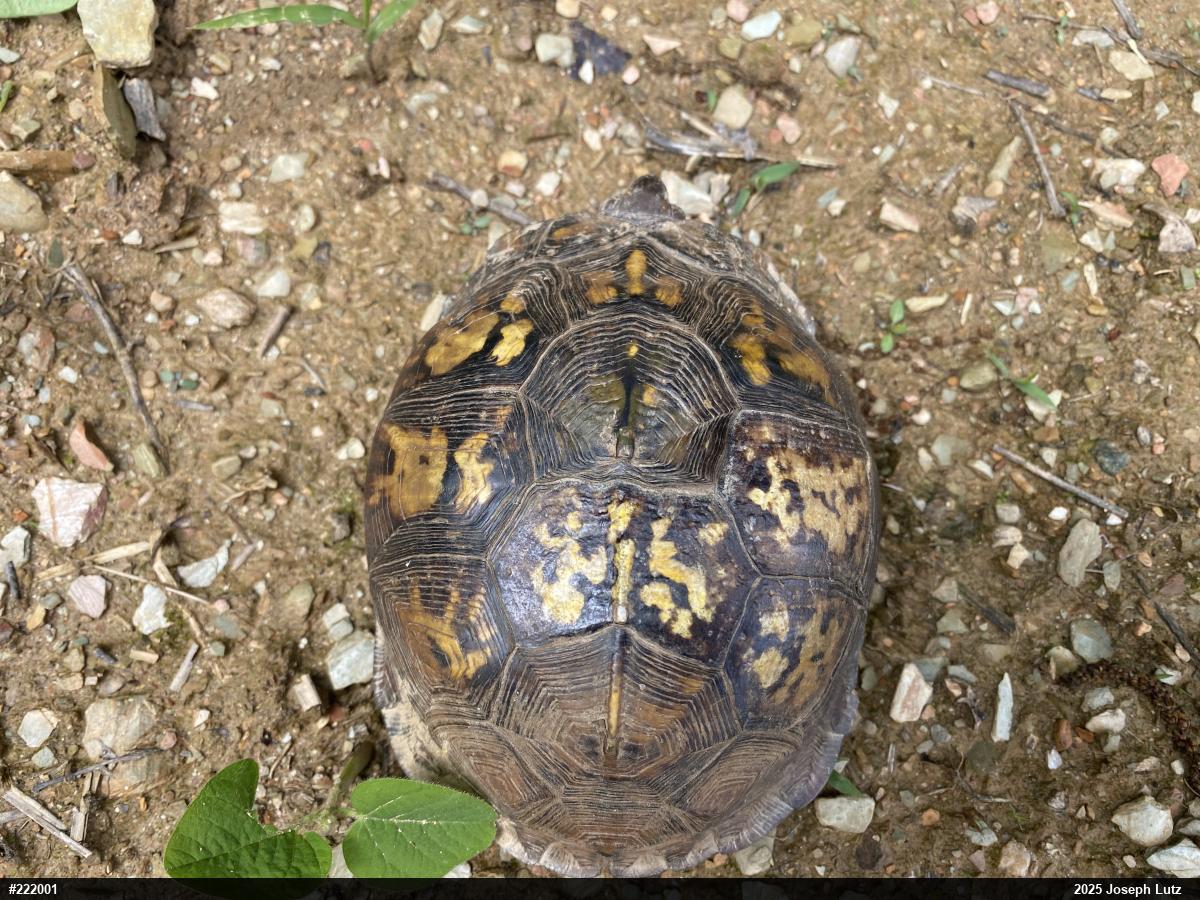 Eastern Box Turtle