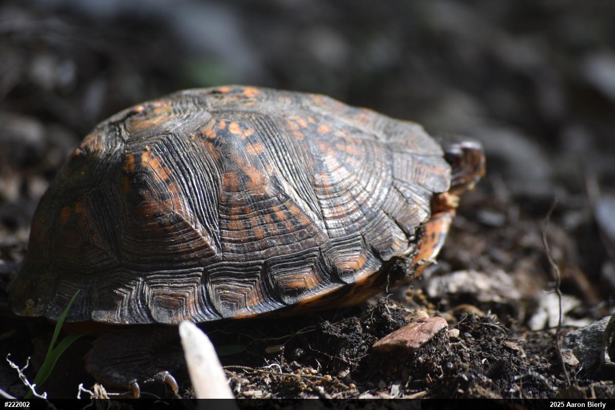 Eastern Box Turtle