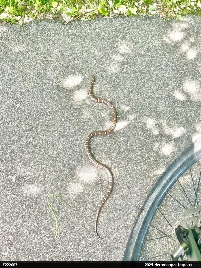 Eastern Milksnake