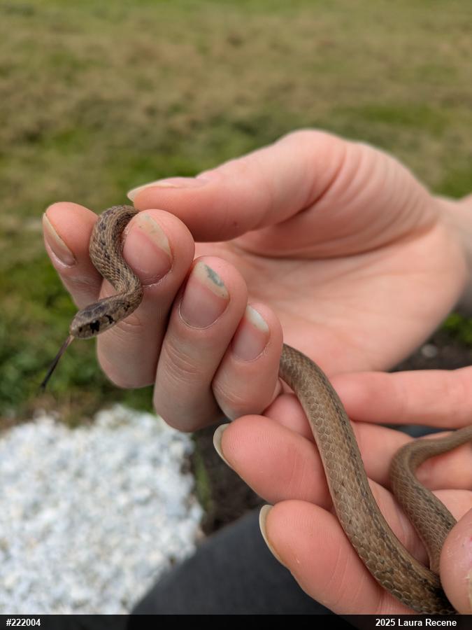 Dekay's Brownsnake