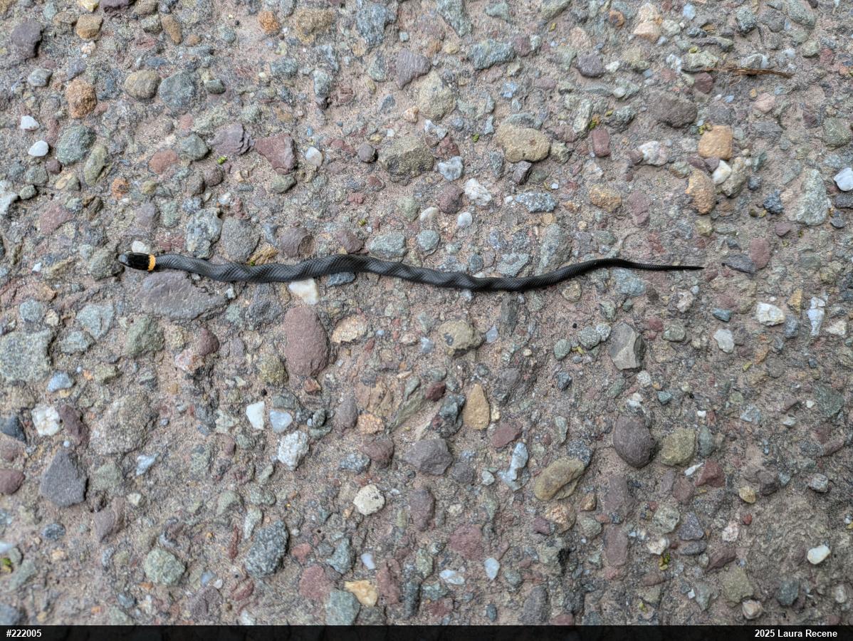 Northern Ring-necked Snake
