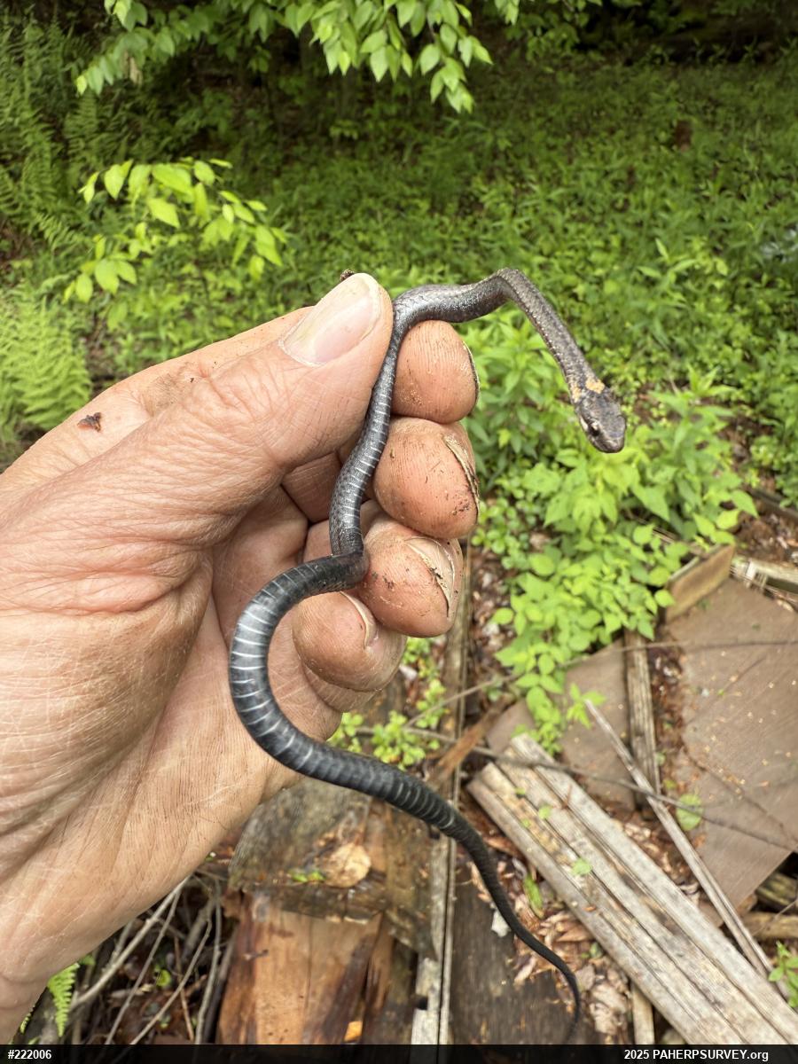 Red-bellied Snake