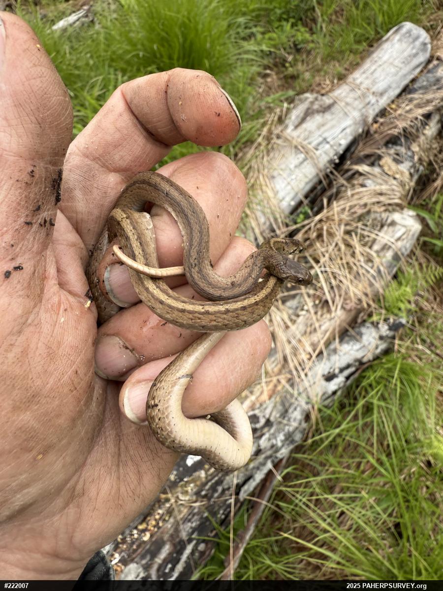 Dekay's Brownsnake