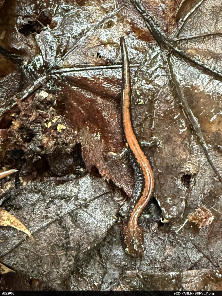 Eastern Red-backed  Salamander