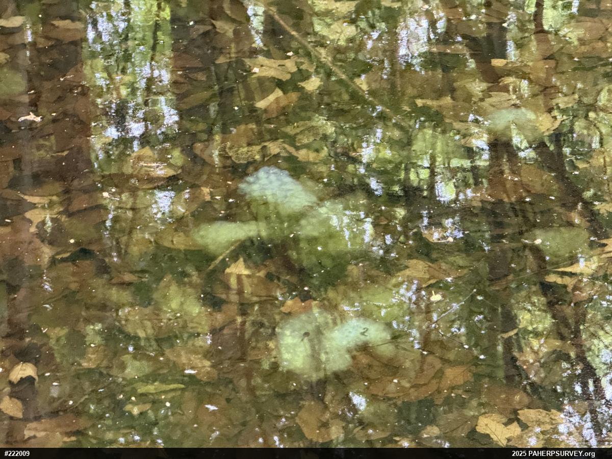 Spotted Salamander