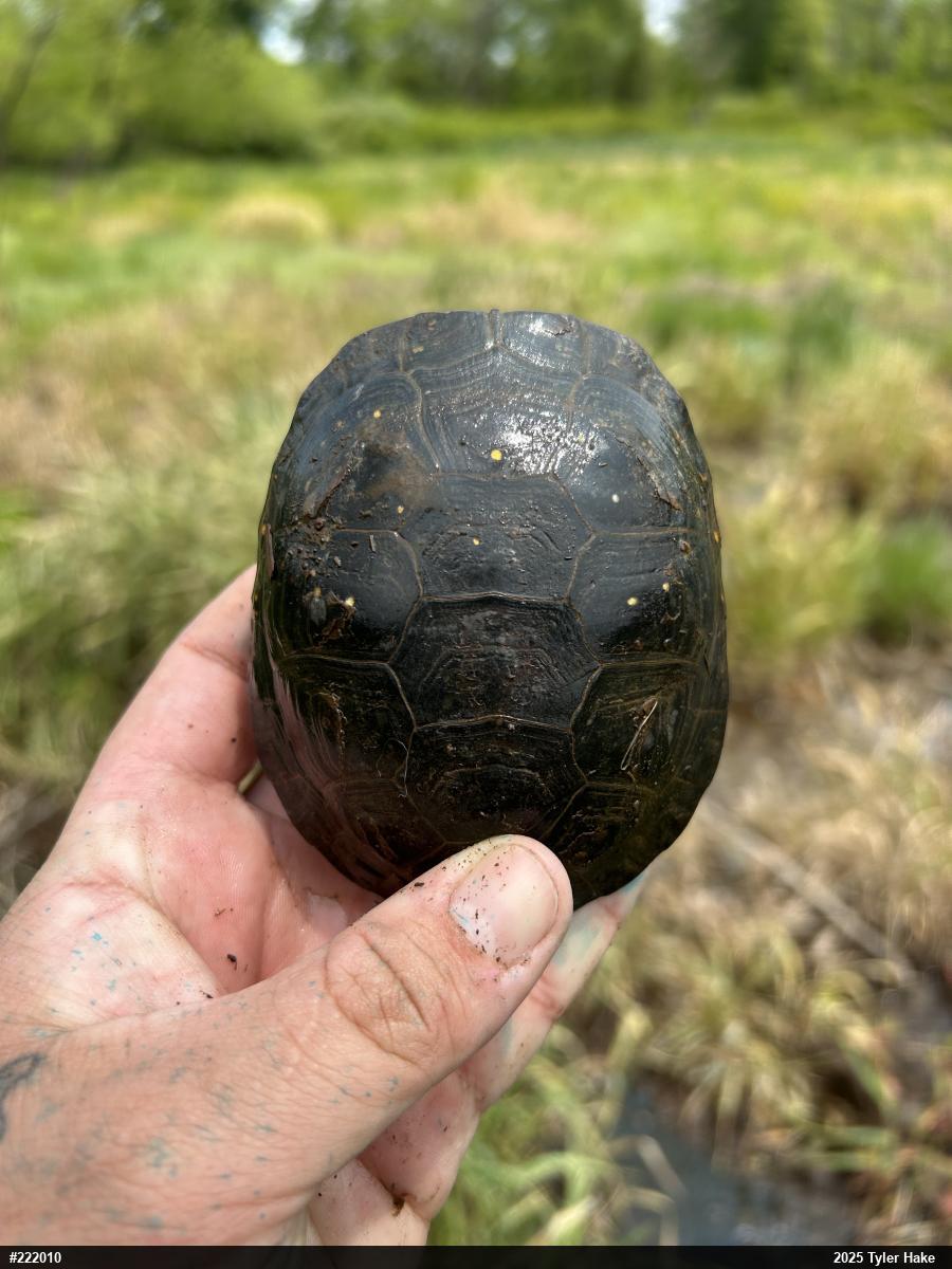 Spotted Turtle