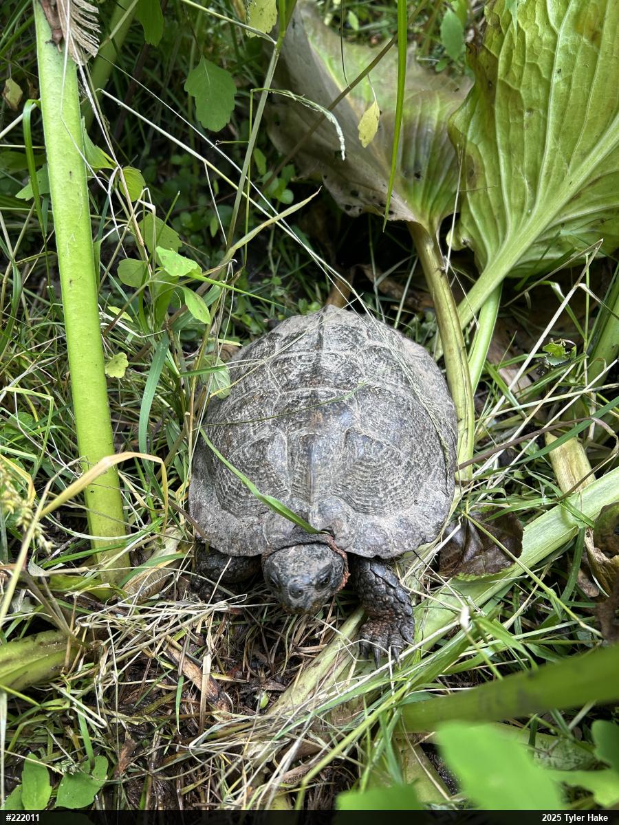 Wood Turtle