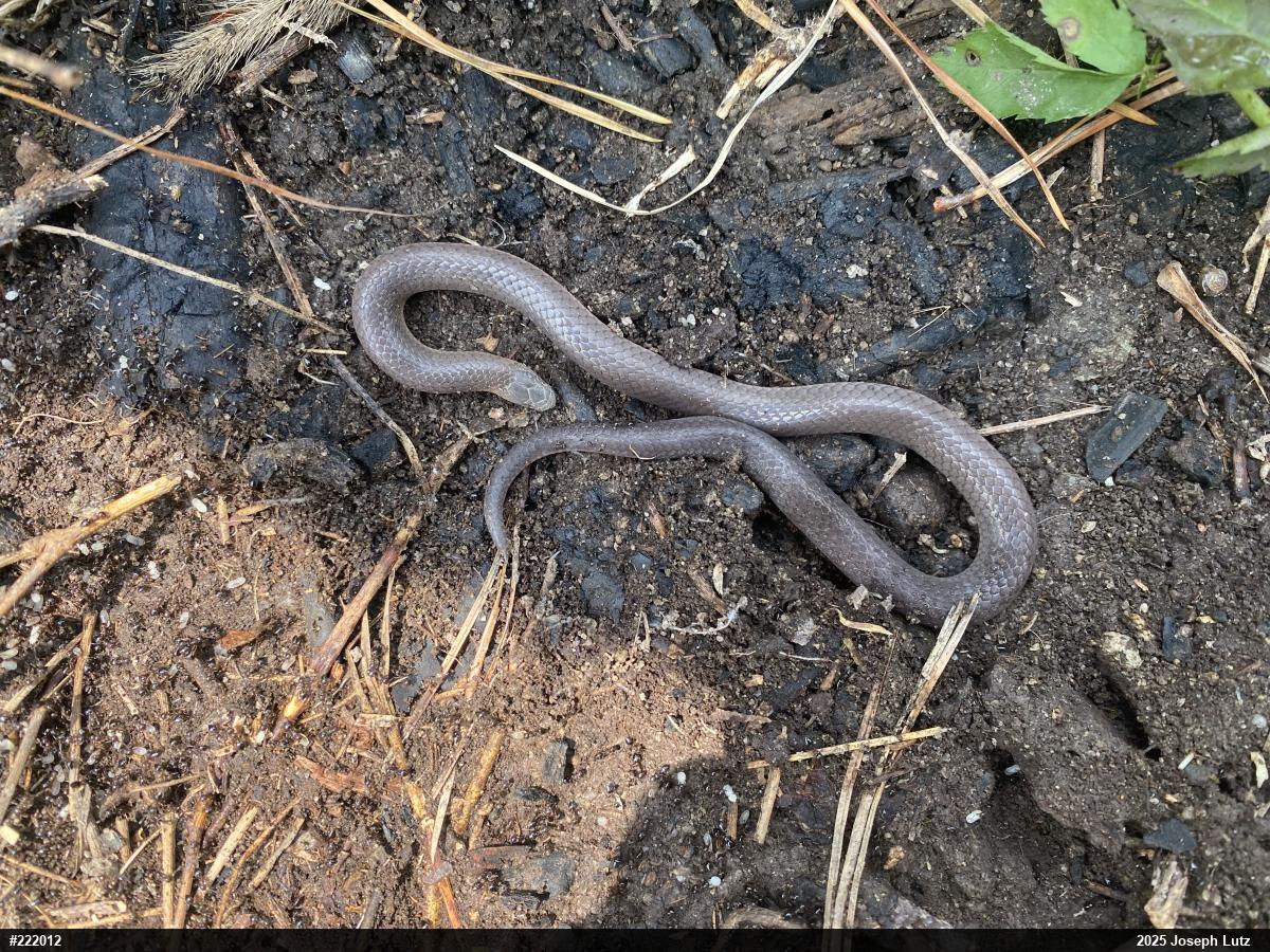 Eastern Wormsnake