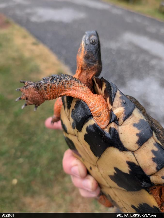 Wood Turtle