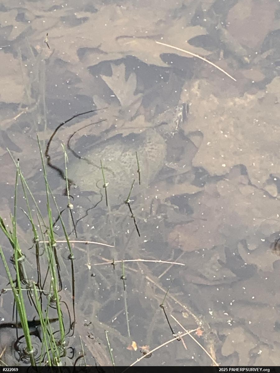Eastern Musk Turtle