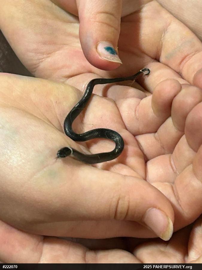 Northern Ring-necked Snake