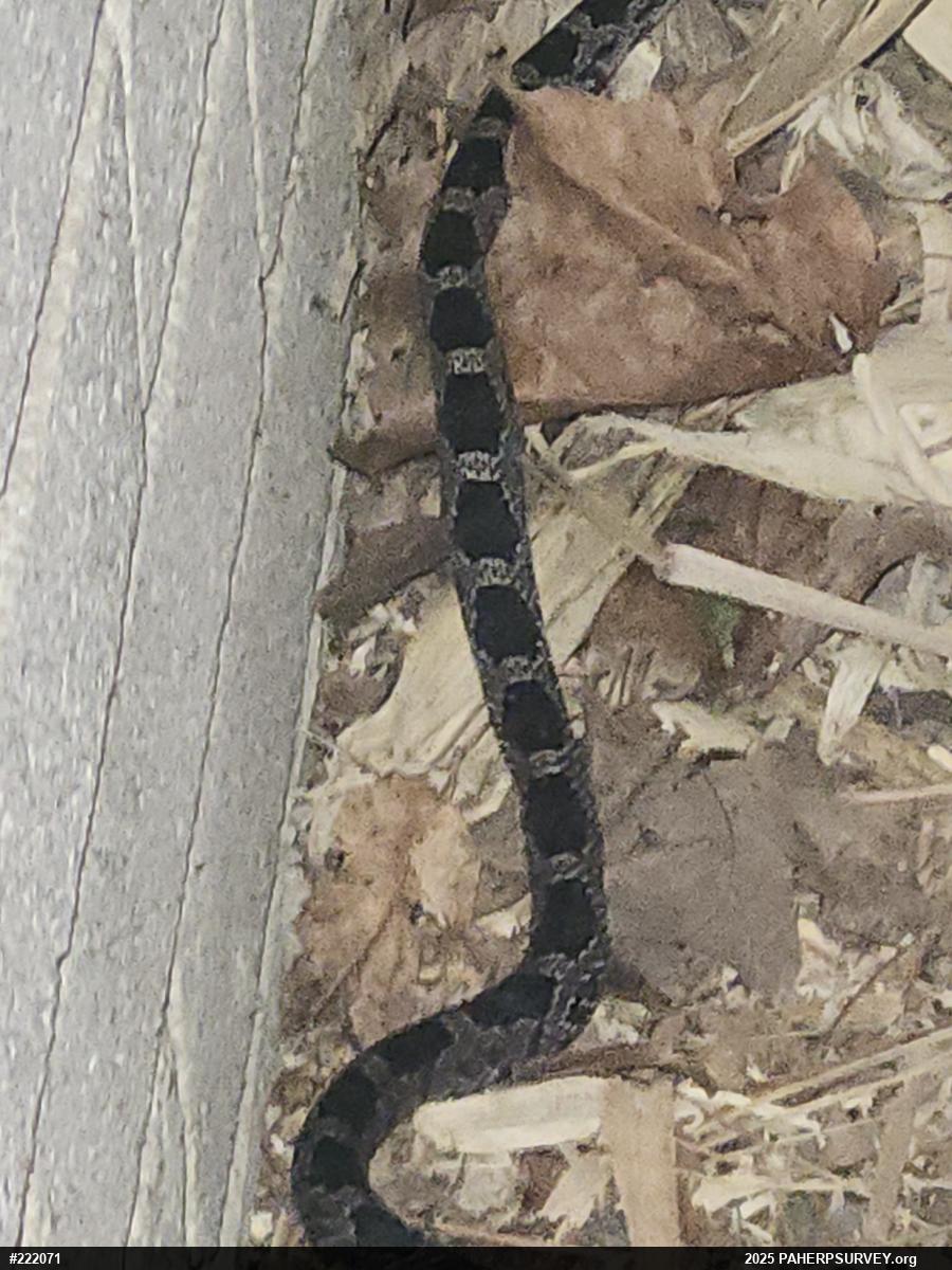 Eastern Ratsnake