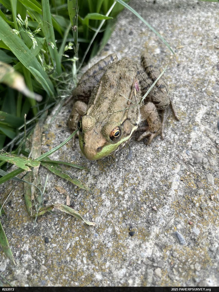 Green Frog