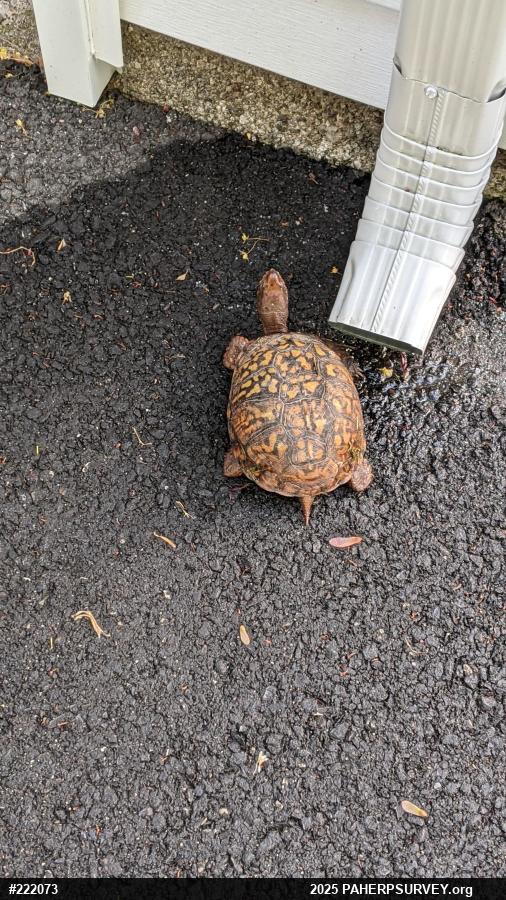 Eastern Box Turtle