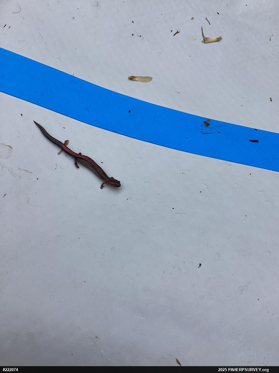 Eastern Red-backed  Salamander