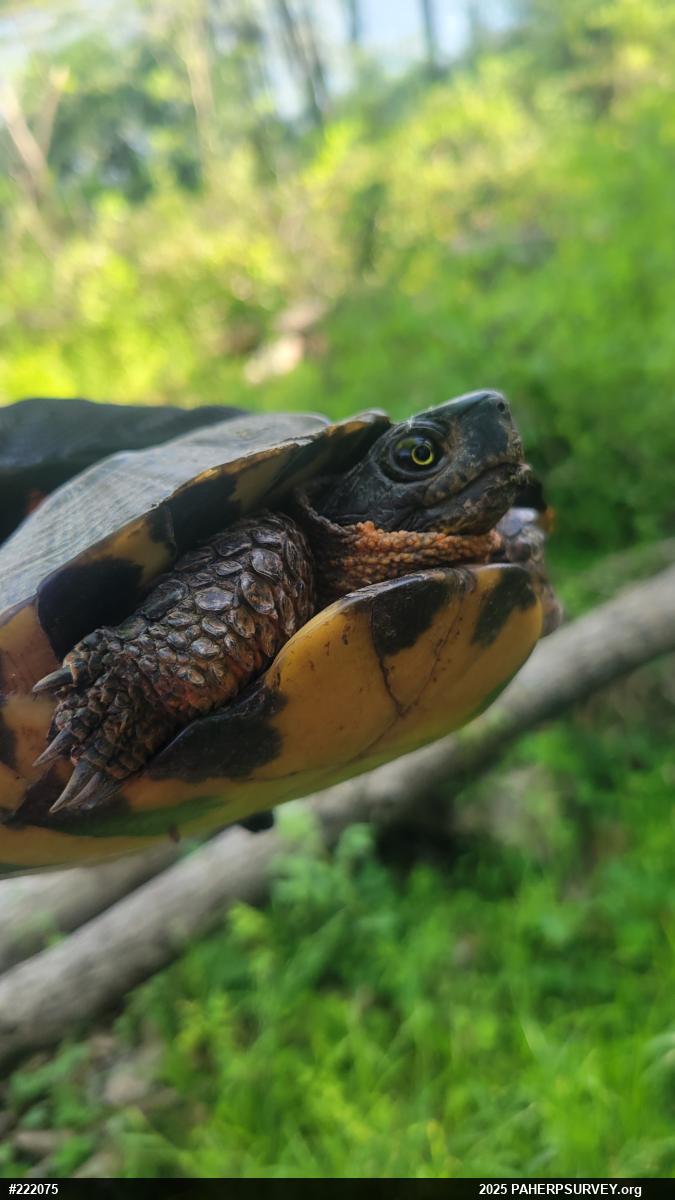 Wood Turtle