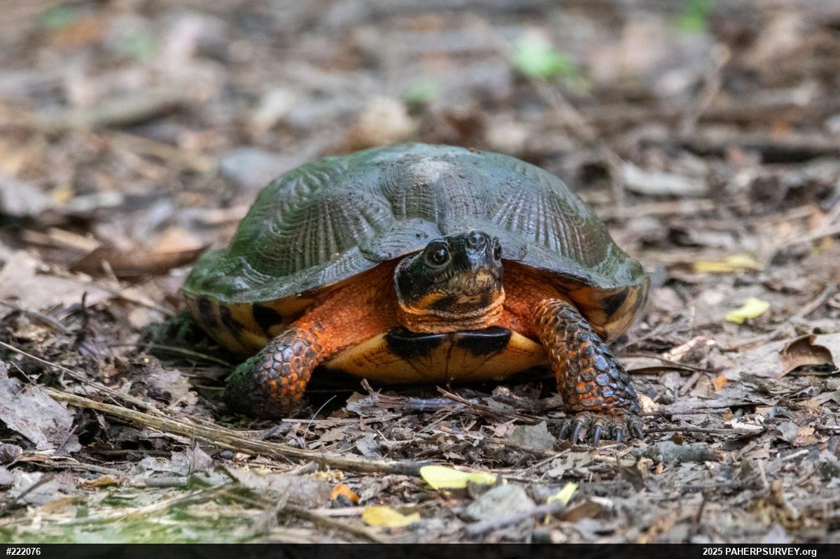 Wood Turtle