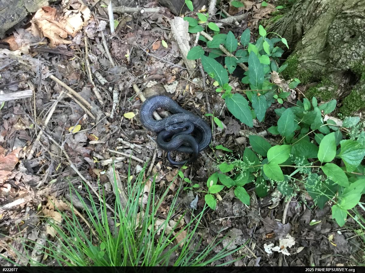 Eastern Ratsnake