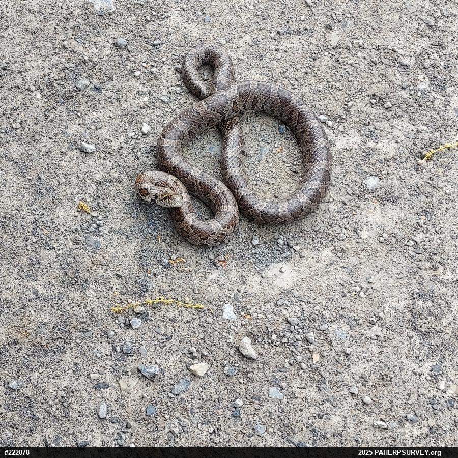 Eastern Milksnake