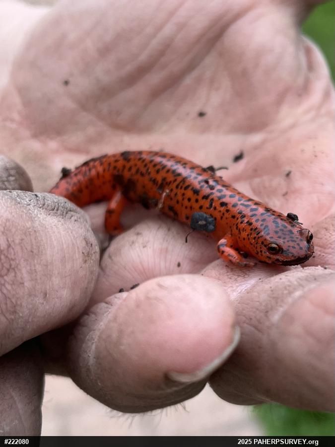 Northern Red Salamander