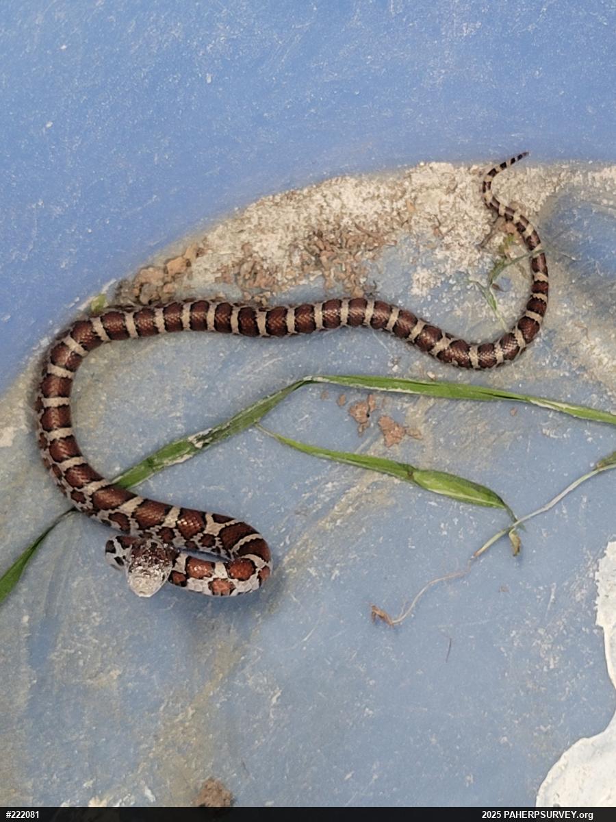 Eastern Milksnake