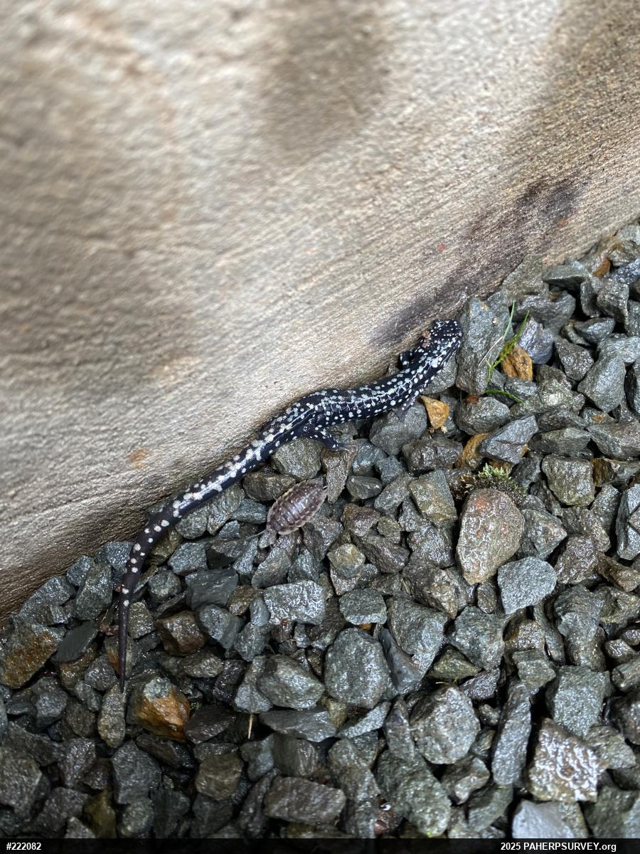 Northern Slimy Salamander