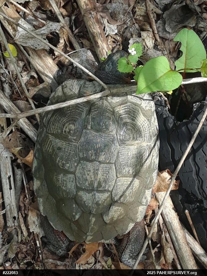 Wood Turtle