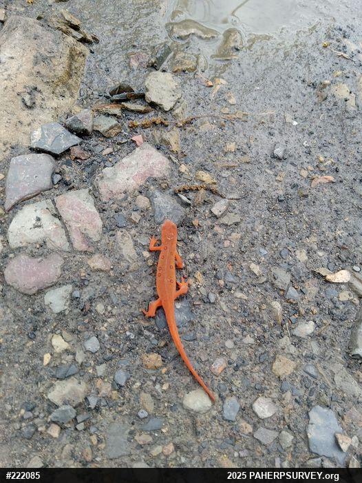 Red-spotted Newt