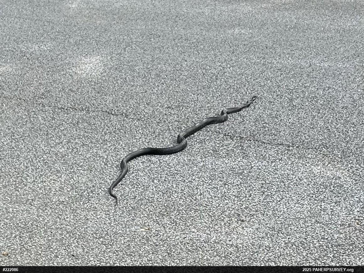 Eastern Ratsnake