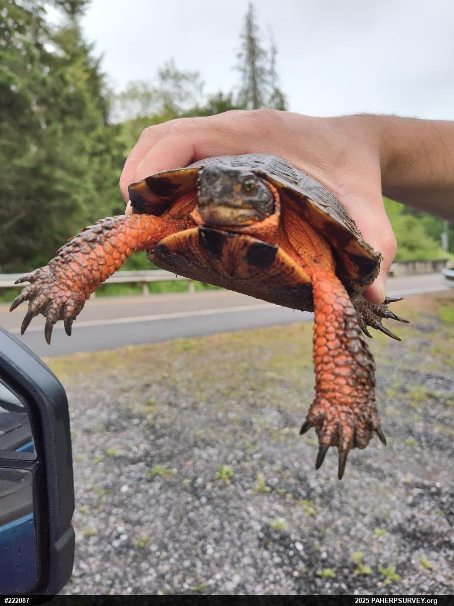 Wood Turtle