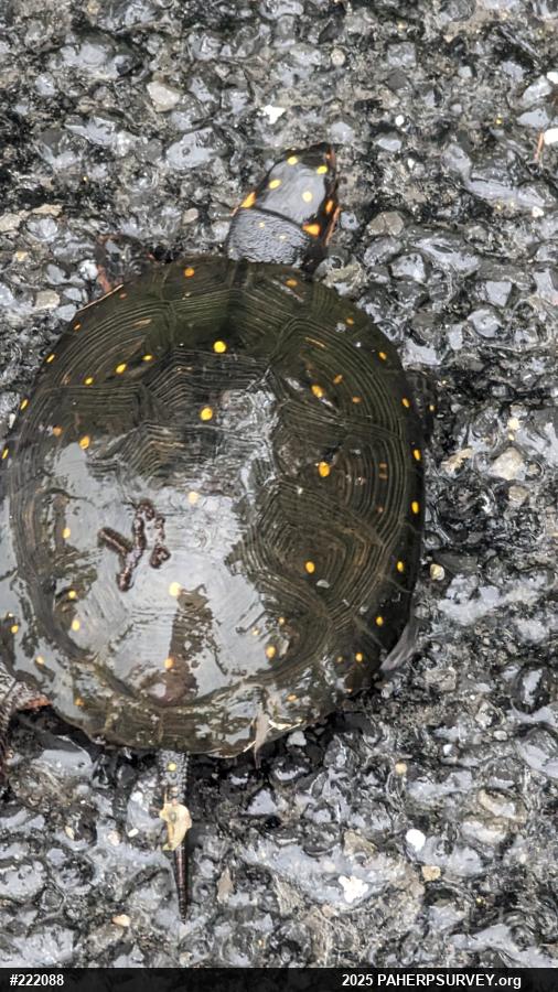 Spotted Turtle